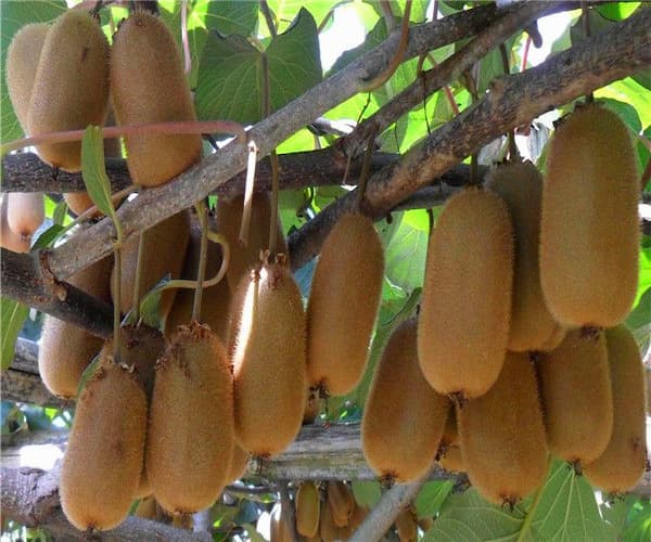 تصویر 3 از قیمت و خرید کیوی صادراتی + فروش ارزان